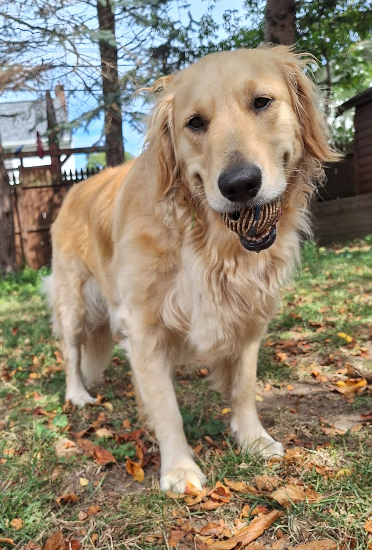 happy dog at home
