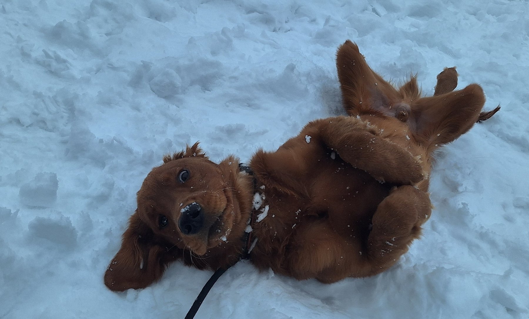 Embark Canine dog