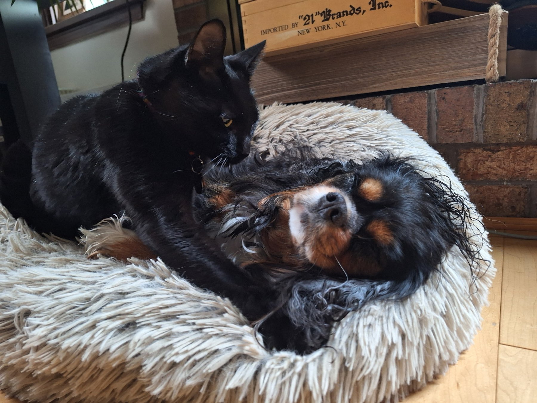 Embark Canine dog