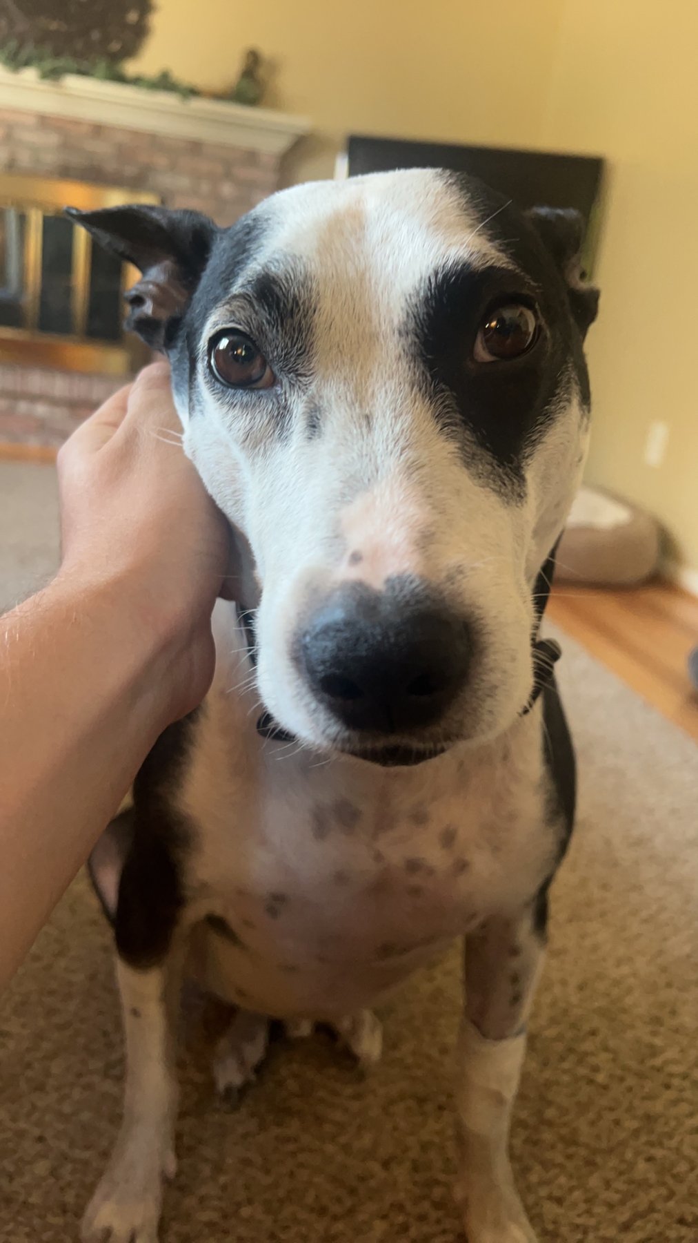 Embark Canine dog