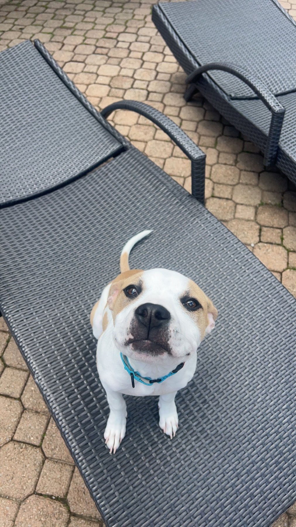 Embark Canine dog